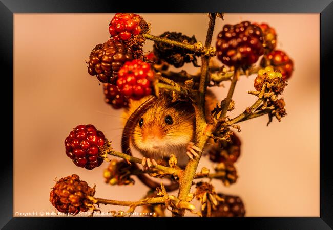Harvest Mice wrapped round fresh fruit  Framed Print by Holly Burgess