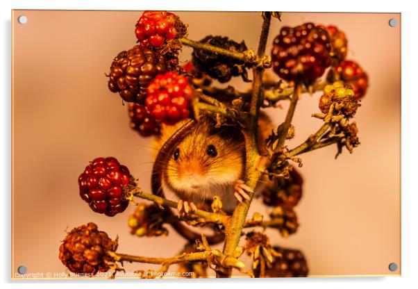 Harvest Mice wrapped round fresh fruit  Acrylic by Holly Burgess