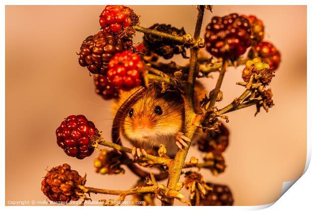 Harvest Mice wrapped round fresh fruit  Print by Holly Burgess
