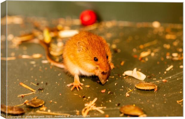 Harvest mice small rodent n UK, wildlife, Canvas Print by Holly Burgess