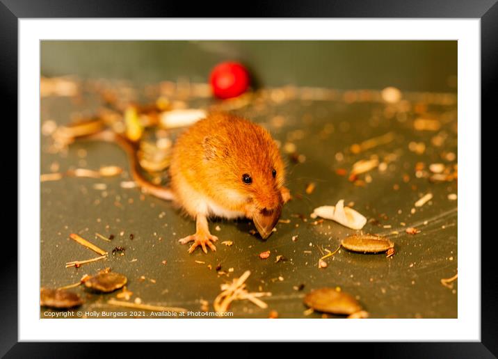 Harvest mice small rodent n UK, wildlife, Framed Mounted Print by Holly Burgess