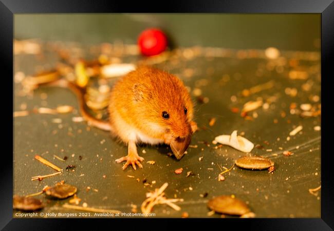Harvest mice small rodent n UK, wildlife, Framed Print by Holly Burgess