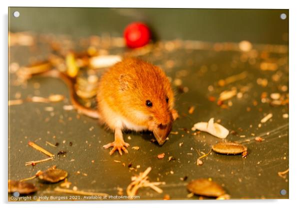 Harvest mice small rodent n UK, wildlife, Acrylic by Holly Burgess