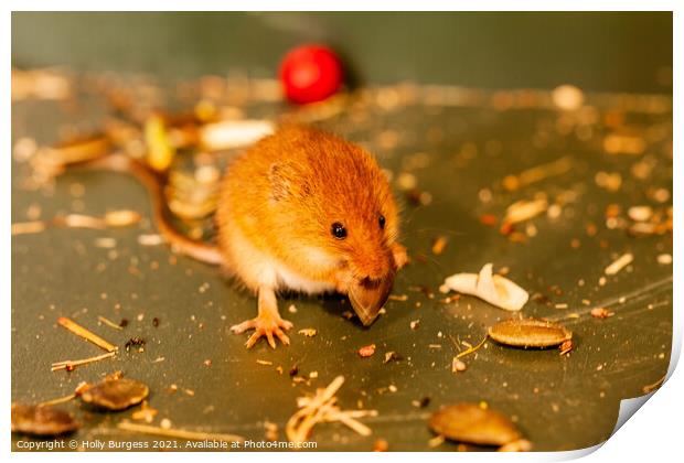 Harvest mice small rodent n UK, wildlife, Print by Holly Burgess