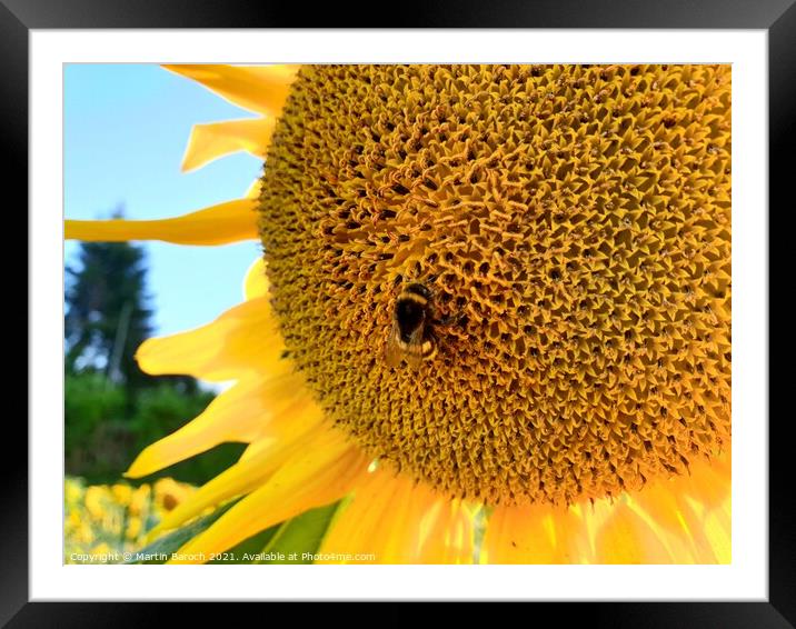 Sunflower with Bumblebee  Framed Mounted Print by Martin Baroch