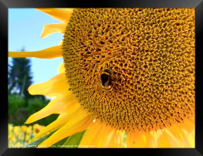 Sunflower with Bumblebee  Framed Print by Martin Baroch