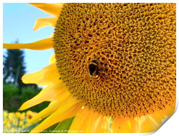 Sunflower with Bumblebee  Print by Martin Baroch