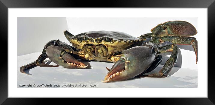 Live Giant Mud Crab. Ready for the cooking pot. Framed Mounted Print by Geoff Childs