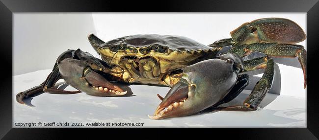 Live Giant Mud Crab. Ready for the cooking pot. Framed Print by Geoff Childs