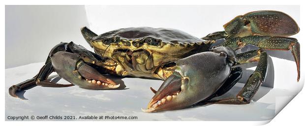 Live Giant Mud Crab. Ready for the cooking pot. Print by Geoff Childs