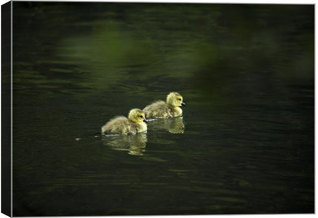 GOSLINGS Canvas Print by Anthony R Dudley (LRPS)