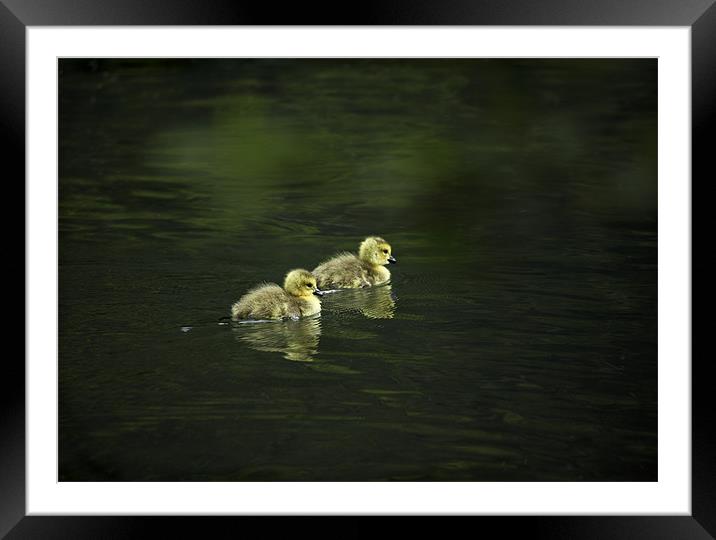 GOSLINGS Framed Mounted Print by Anthony R Dudley (LRPS)