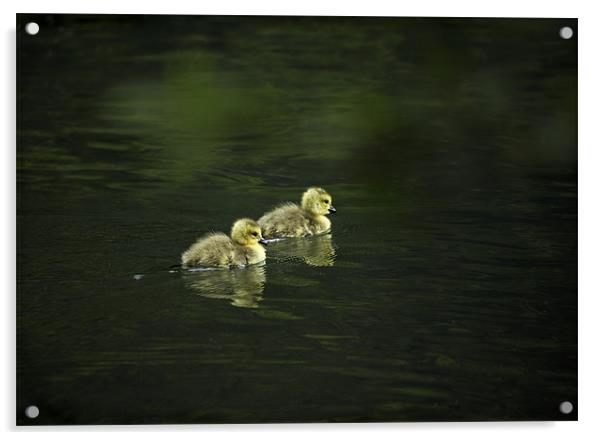 GOSLINGS Acrylic by Anthony R Dudley (LRPS)