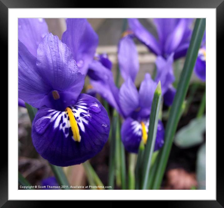 Minature irises Framed Mounted Print by Scott Thomson
