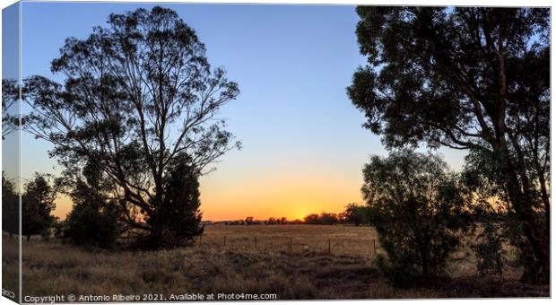 New South Wales – Early Morning Canvas Print by Antonio Ribeiro