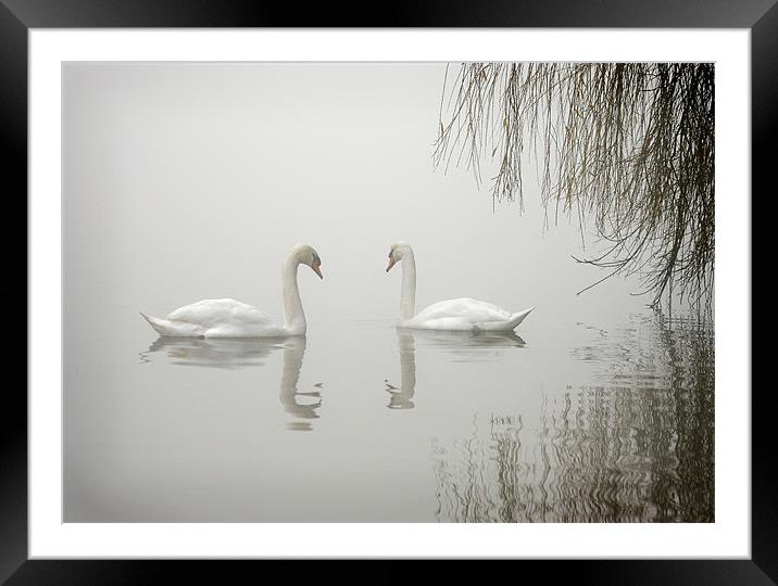 SWANS IN THE MIST Framed Mounted Print by Anthony R Dudley (LRPS)