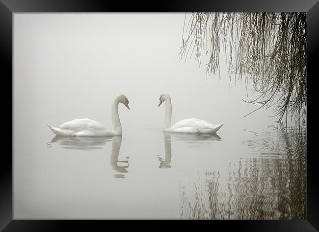 SWANS IN THE MIST Framed Print by Anthony R Dudley (LRPS)