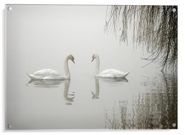 SWANS IN THE MIST Acrylic by Anthony R Dudley (LRPS)