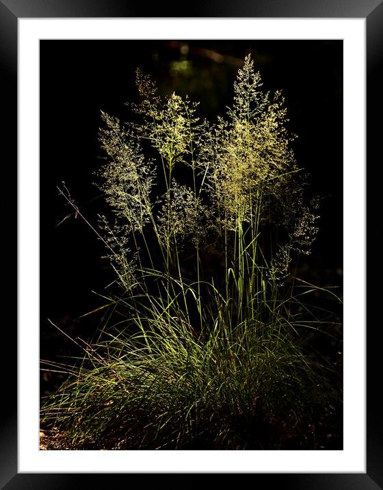 Sunlit Grass  Framed Mounted Print by Simon Johnson