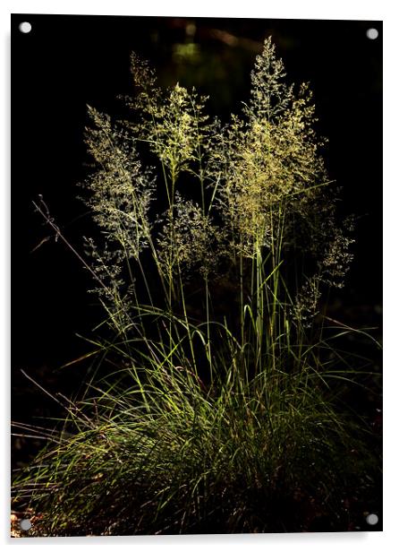 Sunlit Grass  Acrylic by Simon Johnson