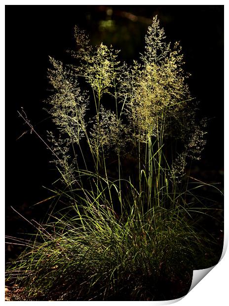 Sunlit Grass  Print by Simon Johnson