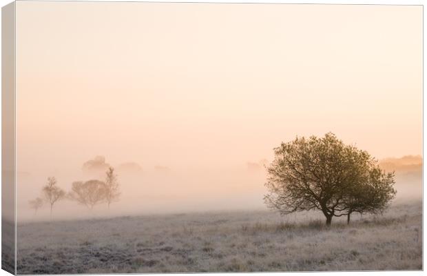 Morning on the moor. Canvas Print by Bill Allsopp