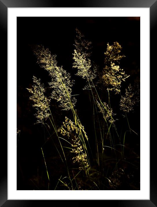 Sunlit Grass Framed Mounted Print by Simon Johnson