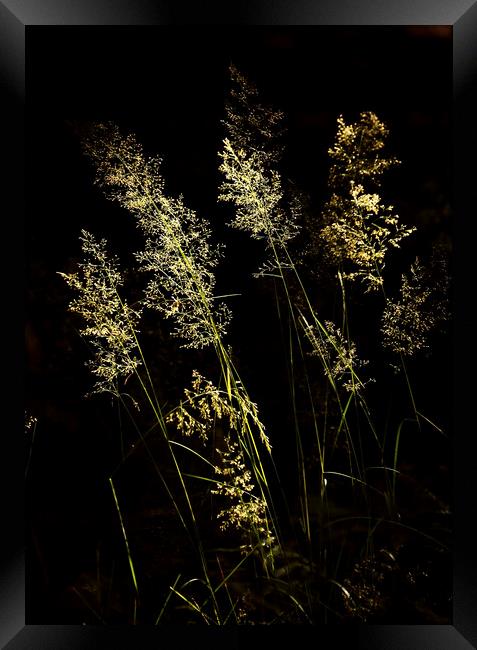 Sunlit Grass Framed Print by Simon Johnson