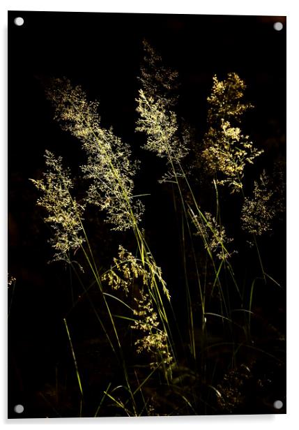 Sunlit Grass Acrylic by Simon Johnson