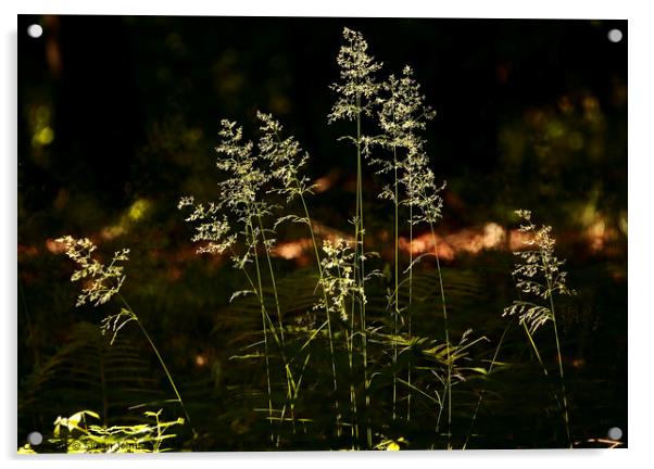 Sunlit grasses  Acrylic by Simon Johnson