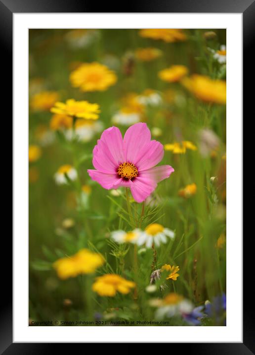 Meadow Flower Framed Mounted Print by Simon Johnson