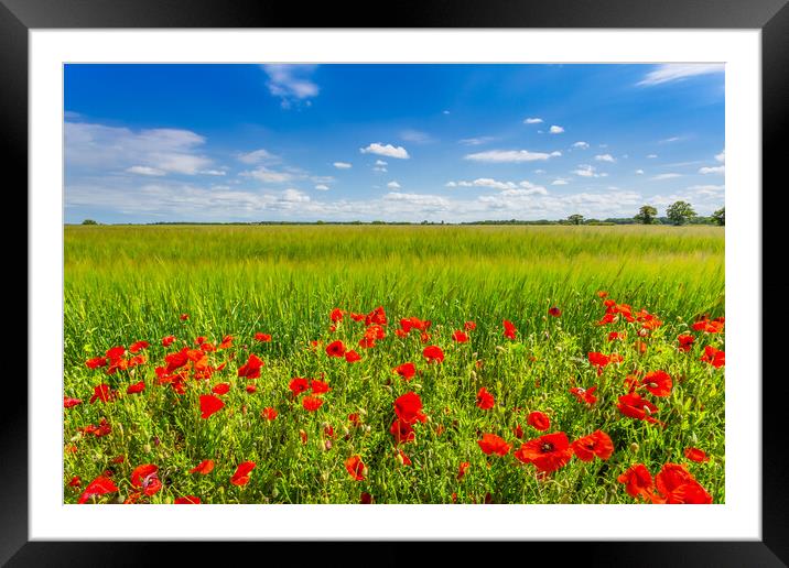 Blue, green, red. Framed Mounted Print by Bill Allsopp