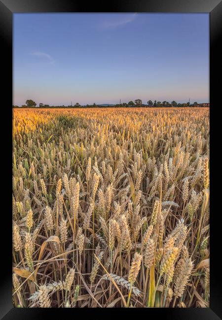 The wheatfield. Framed Print by Bill Allsopp