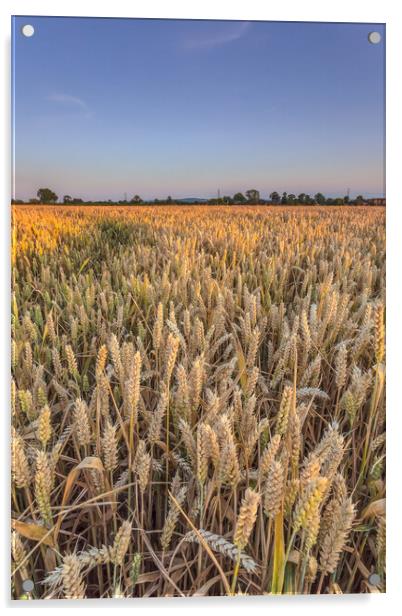 The wheatfield. Acrylic by Bill Allsopp