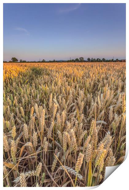The wheatfield. Print by Bill Allsopp
