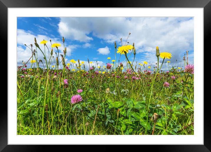 Cat's ear and clover. Framed Mounted Print by Bill Allsopp