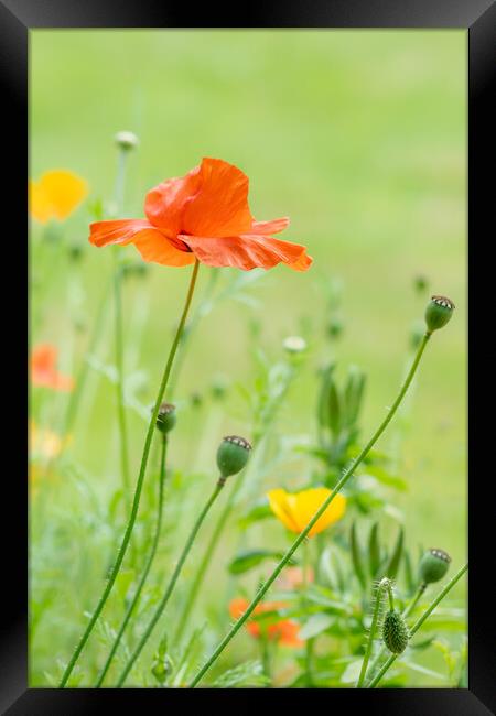 In the poppy garden. Framed Print by Bill Allsopp