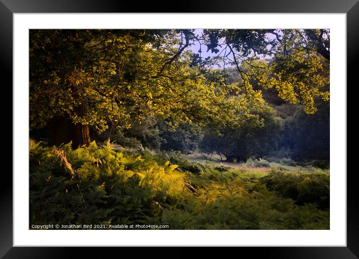 Sunlit Ferns Framed Mounted Print by Jonathan Bird