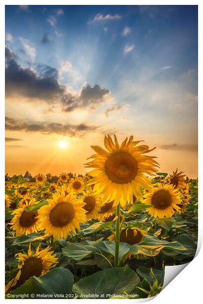 Sunflowers in sunset Print by Melanie Viola