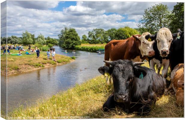 Cows on the Shore of the River Stour in Dedham, Essex Canvas Print by Chris Dorney