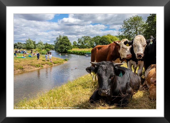 Cows on the Shore of the River Stour in Dedham, Essex Framed Mounted Print by Chris Dorney