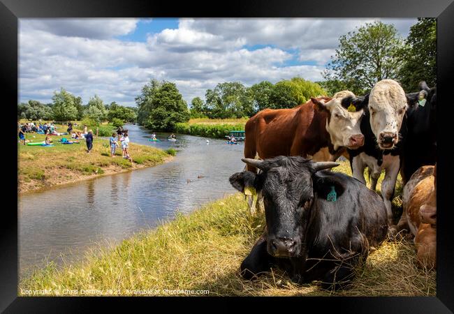Cows on the Shore of the River Stour in Dedham, Essex Framed Print by Chris Dorney
