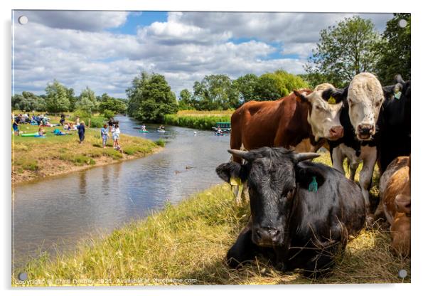 Cows on the Shore of the River Stour in Dedham, Essex Acrylic by Chris Dorney
