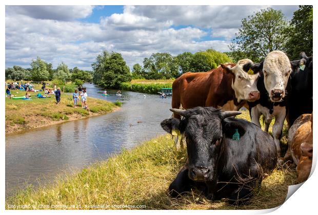 Cows on the Shore of the River Stour in Dedham, Essex Print by Chris Dorney