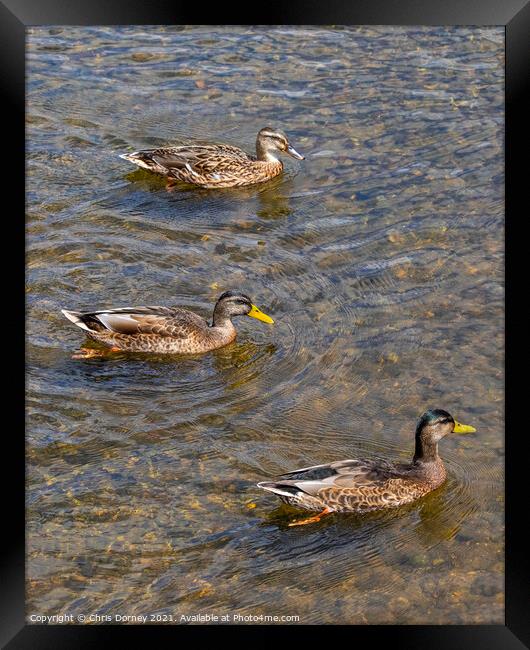 Ducks on the River Stour in Dedham, Essex Framed Print by Chris Dorney