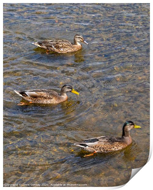Ducks on the River Stour in Dedham, Essex Print by Chris Dorney
