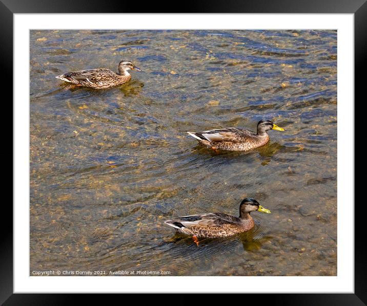 Ducks on the River Stour in Dedham, Essex Framed Mounted Print by Chris Dorney