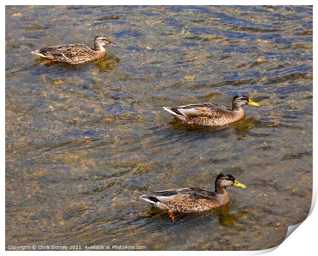 Ducks on the River Stour in Dedham, Essex Print by Chris Dorney
