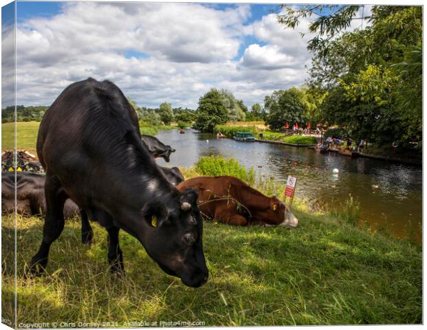 Cows on the Shore of the River Stour in Dedham, Essex Canvas Print by Chris Dorney