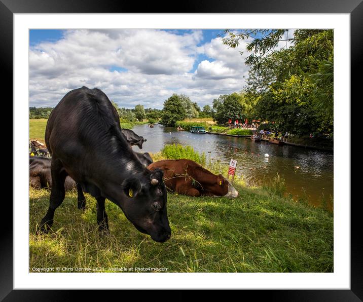 Cows on the Shore of the River Stour in Dedham, Essex Framed Mounted Print by Chris Dorney